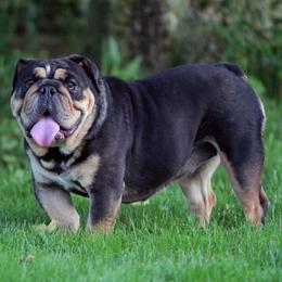 Ebony - Bulldog
