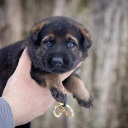 Tyedye collar - Sable female German Shepherd puppy in Prospect, Connecticut from Di Massimo Canile
