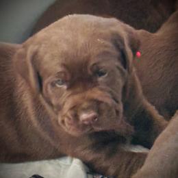 Skipper - Chocolate male Labrador Retriever puppy in Penn Valley, California from High Quality Labrador Retrievers and French Bulldogs