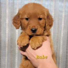 Babe - Dark golden male Golden Retriever puppy in Scurry, Texas from 07 Seven Oaks Goldens and Doodles
