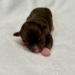 CORAL - Red tri-color female Miniature American Shepherd puppy in Bixby, Oklahoma from Roeboat Aussies