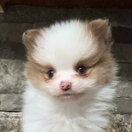 Bingo - Chocolate parti male Pomeranian puppy in Jackson, Tennessee from Little House Pomeranians