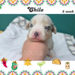 Chile - Blue merle and white male American Corgi puppy in Mansfield, Ohio from Moonrise corgis