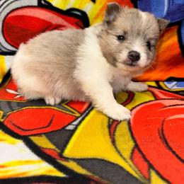 Boy c - Blue merle male Pomeranian puppy in Knoxville, Tennessee from Thea's Puppies