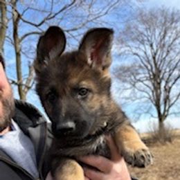 German Shepherd Puppies from Czech Working Lines
