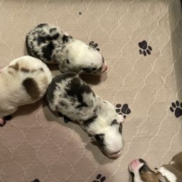 American Corgi and Pembroke Welsh Corgi Puppies from Wyndy Ridge Corgis