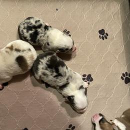 American Corgi and Pembroke Welsh Corgi Puppies from Wyndy Ridge Corgis