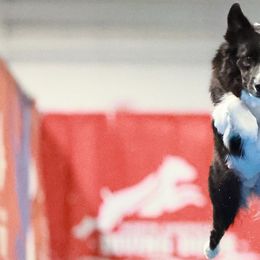Border Collies from MOR. Caliber Border Collies