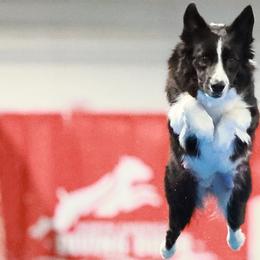 Border Collies from MOR. Caliber Border Collies