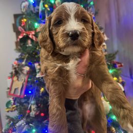 Mr. Brown Collar - Red  male Goldendoodle puppy in Annandale, Minnesota from Pleasant Lake Doodles