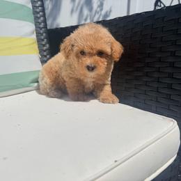 Jimmy - Cream male Poodle puppy in Uniondale, New York from Poodles Are Mixy