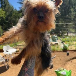 Remy - Black and tan male Yorkshire Terrier puppy in Roseburg, Oregon from Dbos Furry Friends