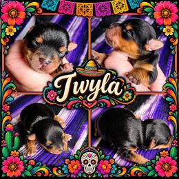 Twyla - Black and tan female Yorkshire Terrier puppy in Moses Lake, Washington from Harmony Hills Yorkies