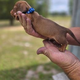 Raleigh - Red male Dachshund puppy in Dunnellon, Florida from Southern Class with Sass Doxies