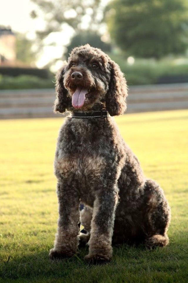 Rolo