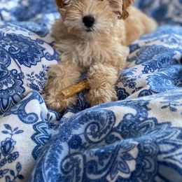 Goldendoodle Puppies from MidCoast Doodles (formerly Marriottsville Ridge Farm)