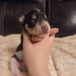 Alastor - Parti male Miniature Schnauzer puppy in Graham, Washington from Olivia's Miniature Schnauzer's