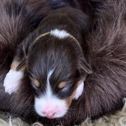 Bumble Bee- Yellow Collar- NBT - Red tri-color female Australian Shepherd puppy in Newport, Rhode Island from Wildlings Australian Shepherds