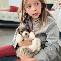 Aussiedoodle, Bernedoodle, Goldendoodle, and Poodle Puppies from Teddy Doodles & Standard Poodles