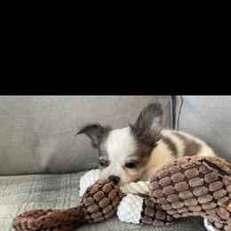 Chihuahua Puppies from Cloud9 Chihuahuas