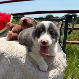 Apollo - Gray and white male American Corgi puppy in Decatur, Texas from Bar S Corgis