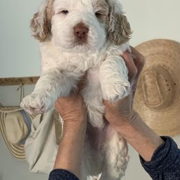 Australian Labradoodle Puppies from Sundance Labradoodles