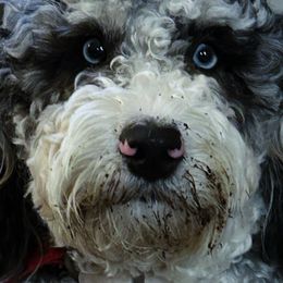 Ben - Bernedoodle