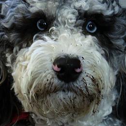 Ben - Bernedoodle