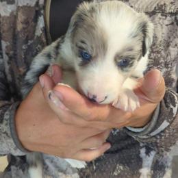 Tulip - Blue merle female Border Collie puppy in Fallon, Nevada from Royal R Ranch