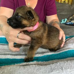 Girl 4 - German Shepherd puppy in Waycross, Georgia from Lloviendo Shepherds