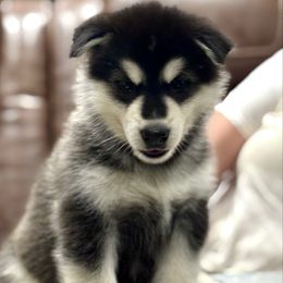 Ms Pink - Seal and white female Alaskan Malamute puppy in Giddings, Texas from Strong Water Malamutes