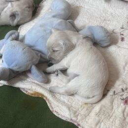 Golden Retriever Puppies from INGOLD Retrievers