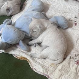 Golden Retriever Puppies from INGOLD Retrievers