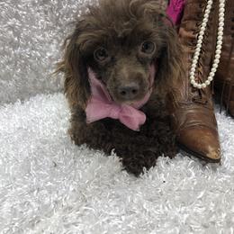 Stassi - Poodle