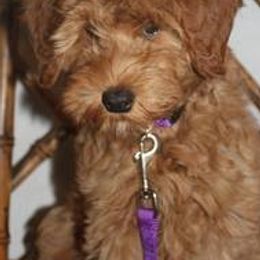 Australian Labradoodles from Wonderland Labradoodles