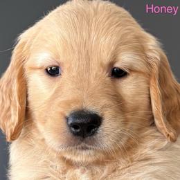 Honey - Golden female Golden Retriever puppy in Vail, Arizona from Retrievers Gold AZ