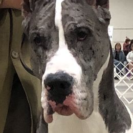 Lali - Great Dane