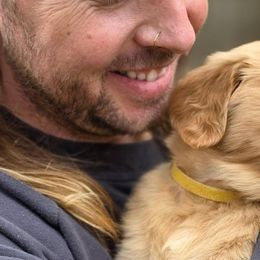 Golden Retrievers from GLAD's Goldens