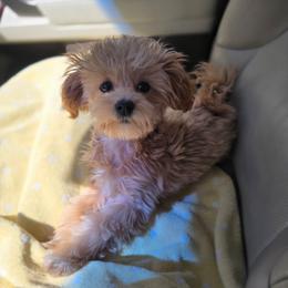 Mina - Apricot female Maltipoo puppy in Washington from Mt.BakerPoodles&Doodles