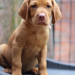 Hamm - Golden rust male Vizsla puppy in Bloomington, Indiana from Envizion