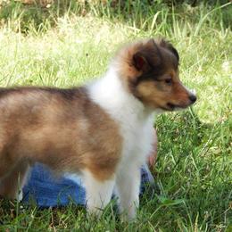 Rottweiler and Shetland Sheepdog Puppies from Mountain High Kennels