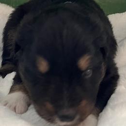 Vince - Black tri male Miniature Australian Shepherd puppy in Godley, Texas from Nana and Paws Aussies
