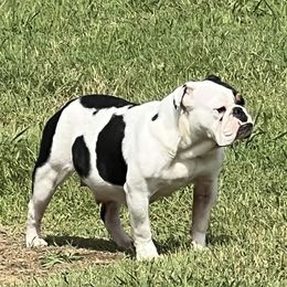 Bulldogs from Heavenly English Bulldogs