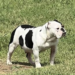 Bulldogs from Heavenly English Bulldogs