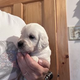 Lady May - Light golden female Golden Retriever puppy in Wyoming from Great Basin BMD