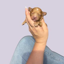 Beignet - Red male Cavapoo puppy in Picayune, Mississippi from JEN's Poodles