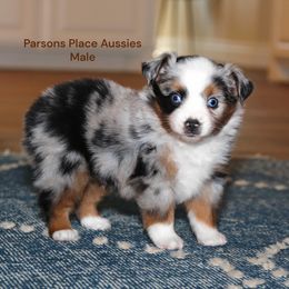 Fluffy Toy - Blue merle male Toy Australian Shepherd puppy in Chandler, Oklahoma from Parsons Place Aussies