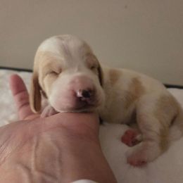 Savanah - Red and white female Basset Hound puppy in Denison, Texas from Emma Lou's Baby Bassets