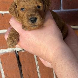 Miss Sadie - Red  female Poodle puppy in Fairfield, North Carolina from Leaning T Ranch
