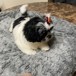 Shih Tzu Puppies from TACG